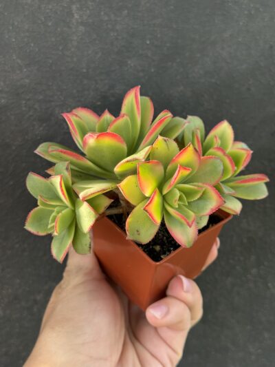 Aeonium Kiwi - Зображення 3