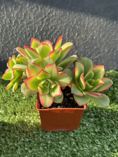 Aeonium Kiwi - Зображення 4