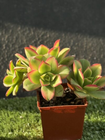 Aeonium Kiwi - Зображення 2