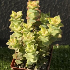 Crassula perforata f. variegata