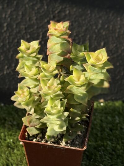 Crassula perforata f. variegata