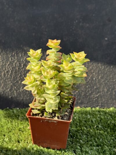 Crassula perforata f. variegata - Зображення 2