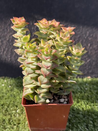 Crassula perforata f. variegata - Зображення 2