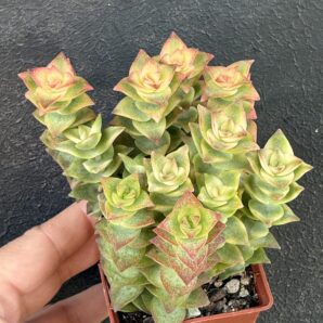 Crassula perforata f. variegata