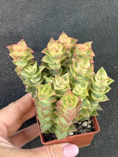 Crassula perforata f. variegata