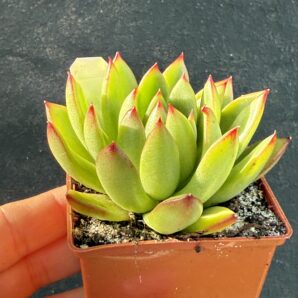 Echeveria agavoides Cristmas