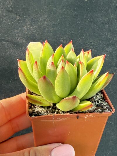 Echeveria agavoides Cristmas
