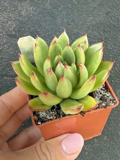 Echeveria agavoides Cristmas - Зображення 2