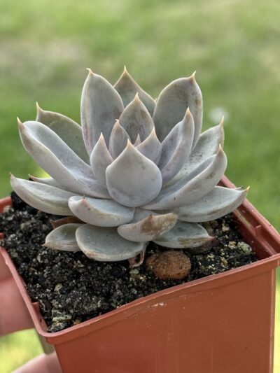 Echeveria Silver Queen - Зображення 2