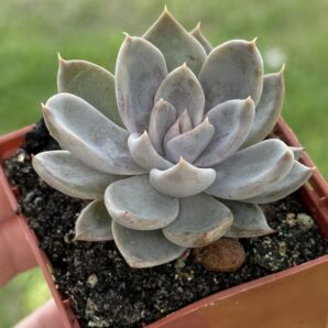 Echeveria Silver Queen