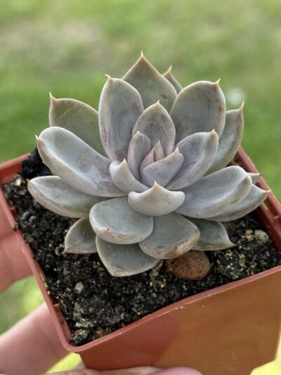 Echeveria Silver Queen