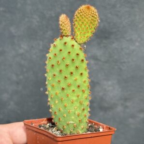 Opuntia microdasis red