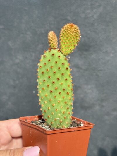 Opuntia microdasis red