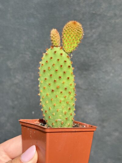 Opuntia microdasis red - Зображення 2