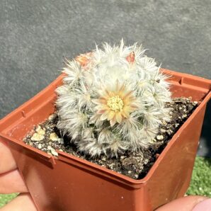 Mammillaria bocasana v. multilanata