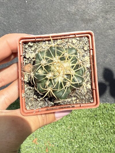 Coryphantha elephantidens - Зображення 5