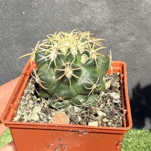 Coryphantha elephantidens