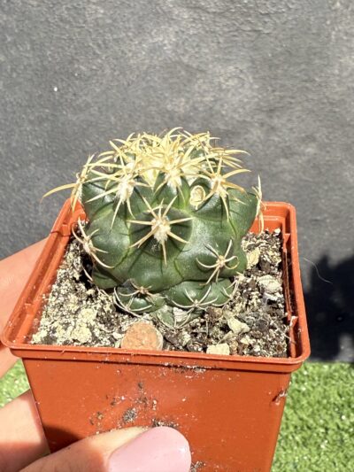 Coryphantha elephantidens