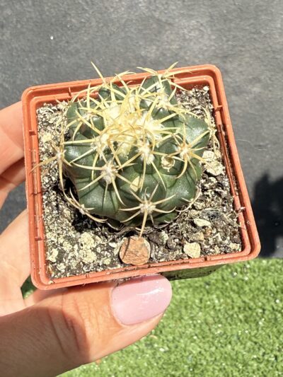 Coryphantha elephantidens - Зображення 3
