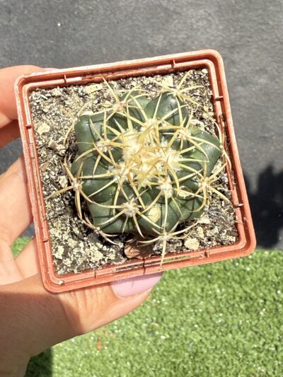 Coryphantha elephantidens - Зображення 2