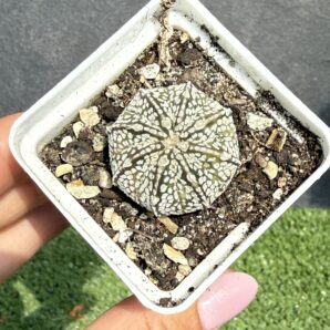 Astrophytum asterias Super Kabuto