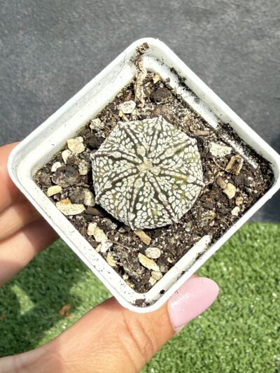 Astrophytum asterias Super Kabuto