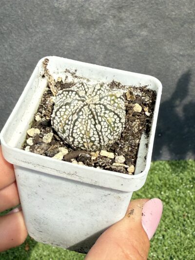 Astrophytum asterias Super Kabuto - Зображення 2