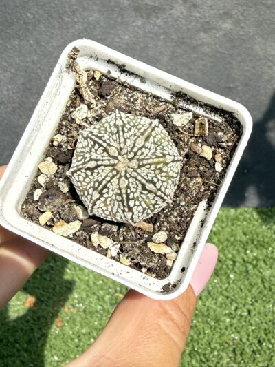 Astrophytum asterias Super Kabuto - Зображення 3