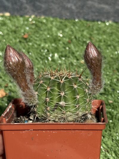 Echinopsis turbiflora (hybrid) червона квітка - Зображення 2
