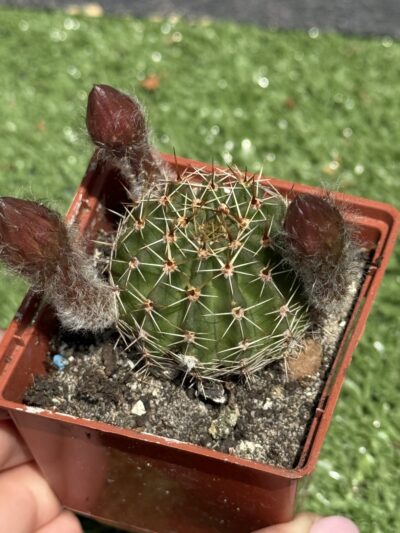 Echinopsis turbiflora (hybrid) червона квітка - Зображення 5