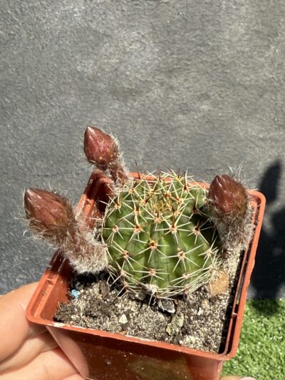 Echinopsis turbiflora (hybrid) червона квітка - Зображення 4