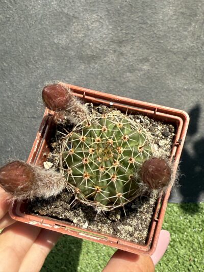 Echinopsis turbiflora (hybrid) червона квітка - Зображення 3