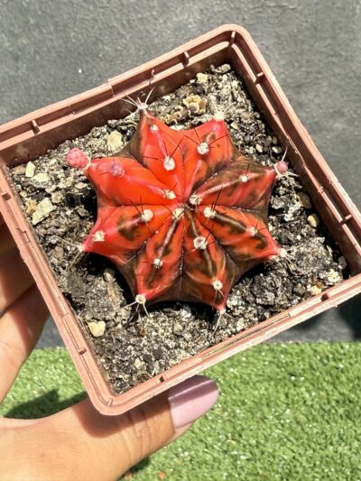 Gymnocalycium mihanovichii f.variegata - Зображення 2
