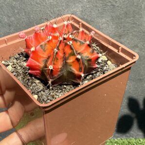 Gymnocalycium mihanovichii f.variegata