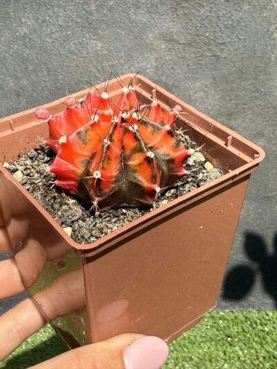 Gymnocalycium mihanovichii f.variegata