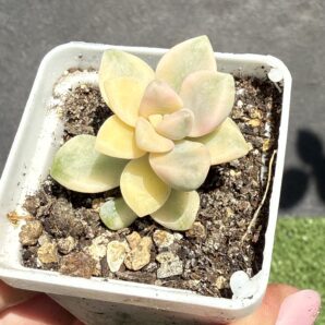 Sedum clavatum variegata