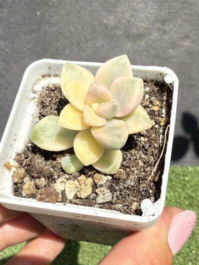Sedum clavatum variegata