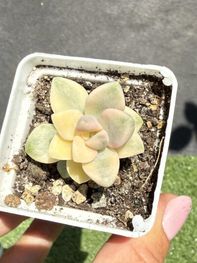 Sedum clavatum variegata - Зображення 2