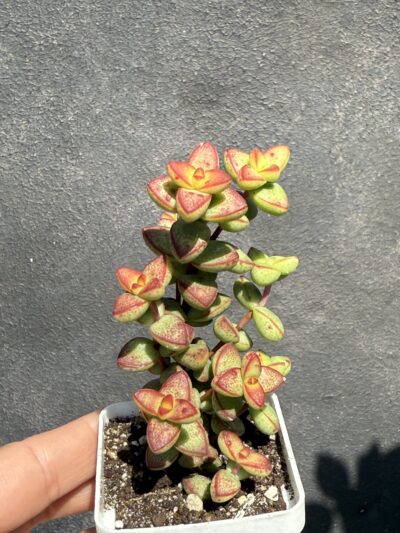 Crassula brevifolia - Зображення 2