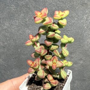 Crassula brevifolia