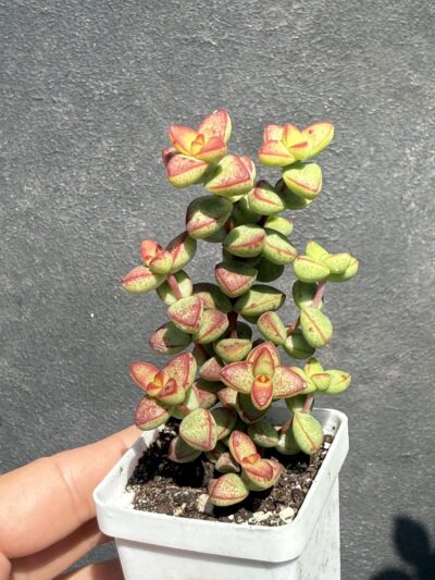 Crassula brevifolia