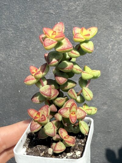 Crassula brevifolia - Зображення 3