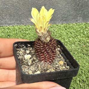 Frailea angelensis | 108