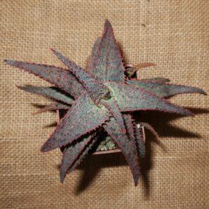 Aloe cv Medium Welldone