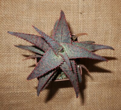 Aloe cv Medium Welldone