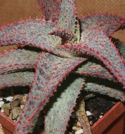 Aloe cv Medium Welldone - Зображення 2