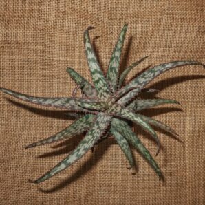 Aloe cv Dark Spider