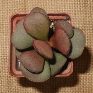 Adromischus marianiae Hallii (Avios Mountain)