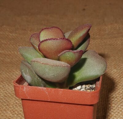 Adromischus marianiae Hallii (Avios Mountain) - Зображення 2