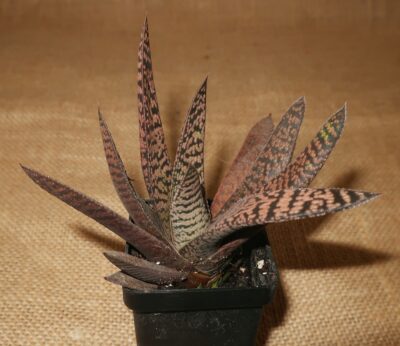 Gasteria carinata Pink Splash - Зображення 2